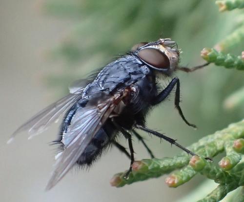 Réf. 201 755 : Calliphora vicina
